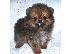 PoulaTo: Pomeranian mini